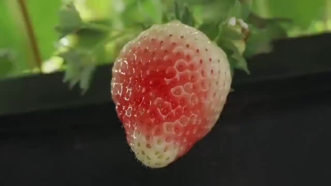Vacuums today, strawberries tomorrow